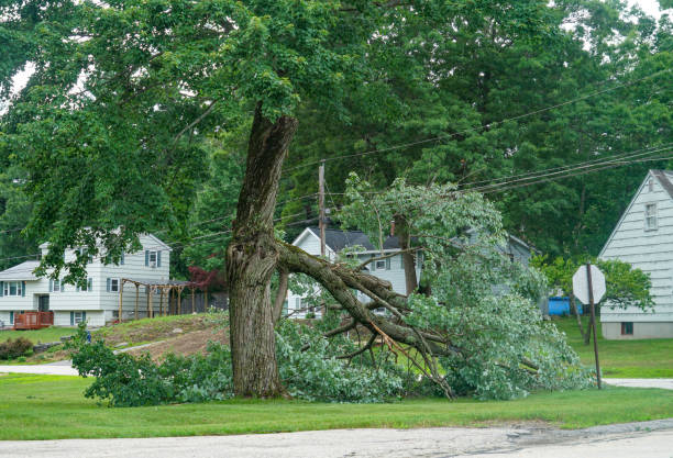 Best Tree Clearing Services  in Leisure Village West, NJ